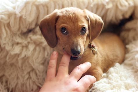 My puppy nibbles on my nipple : r/puppy101